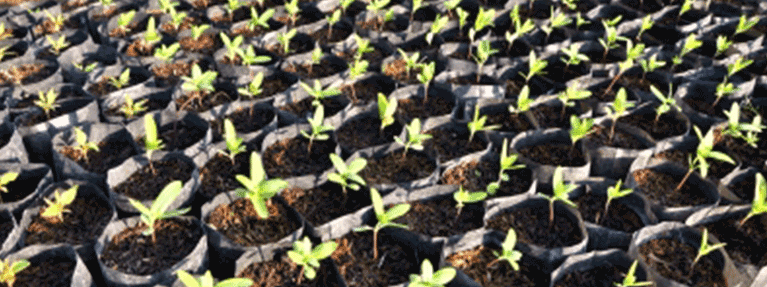 seedlings